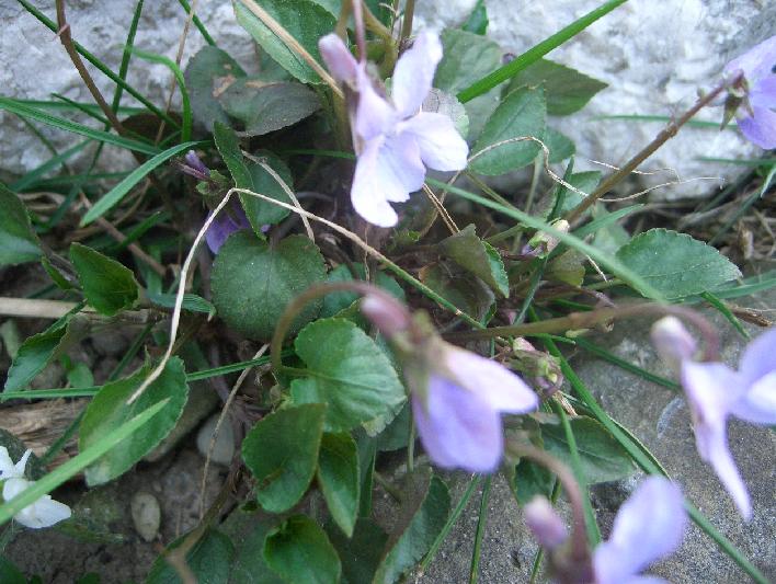 Viola riviniana