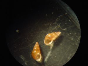 microshells
