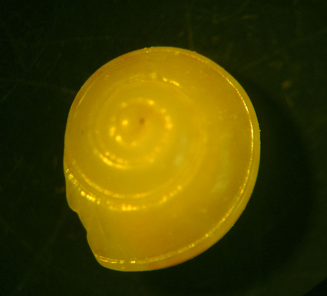 identificación microshells