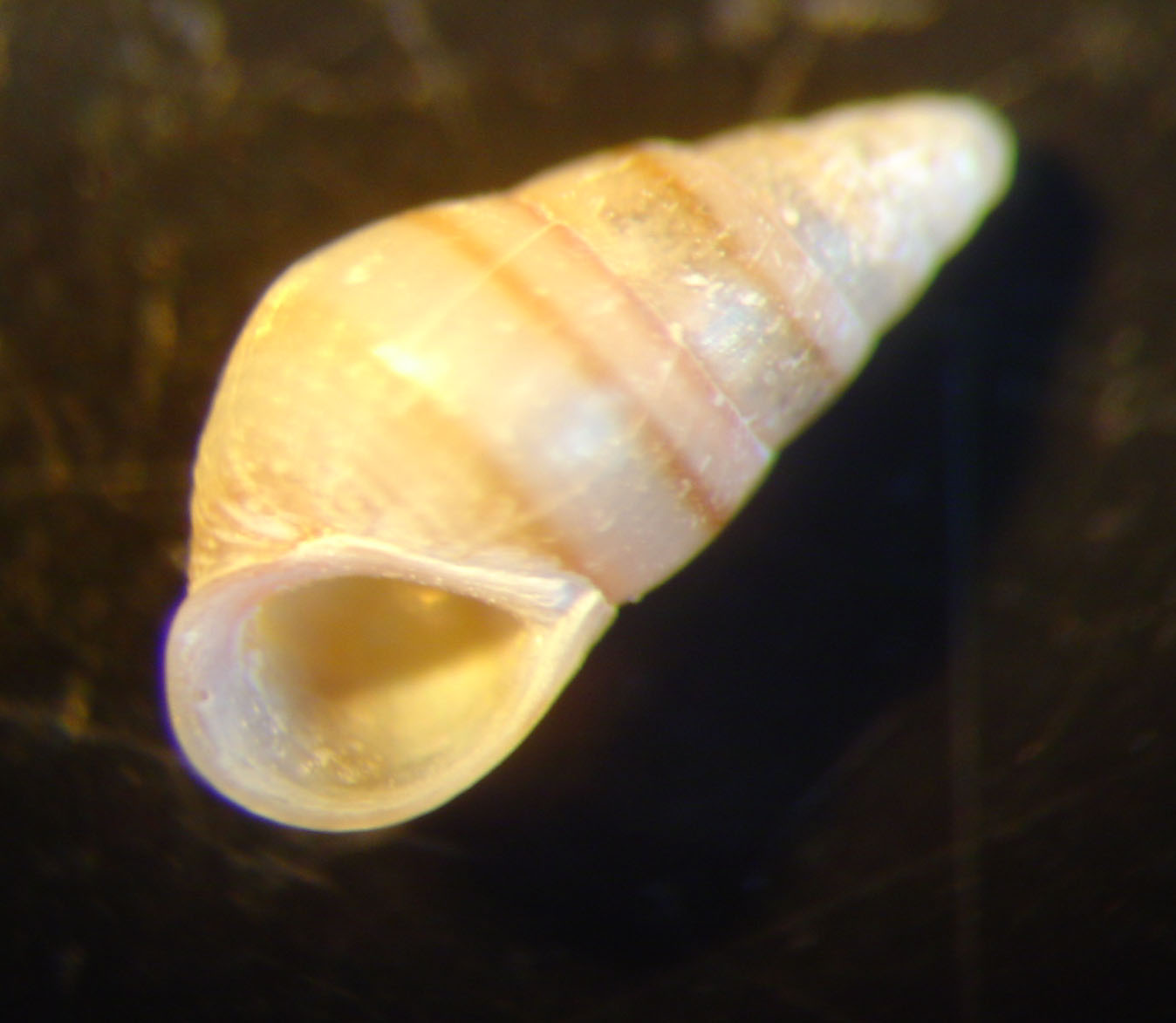 identificación microshells