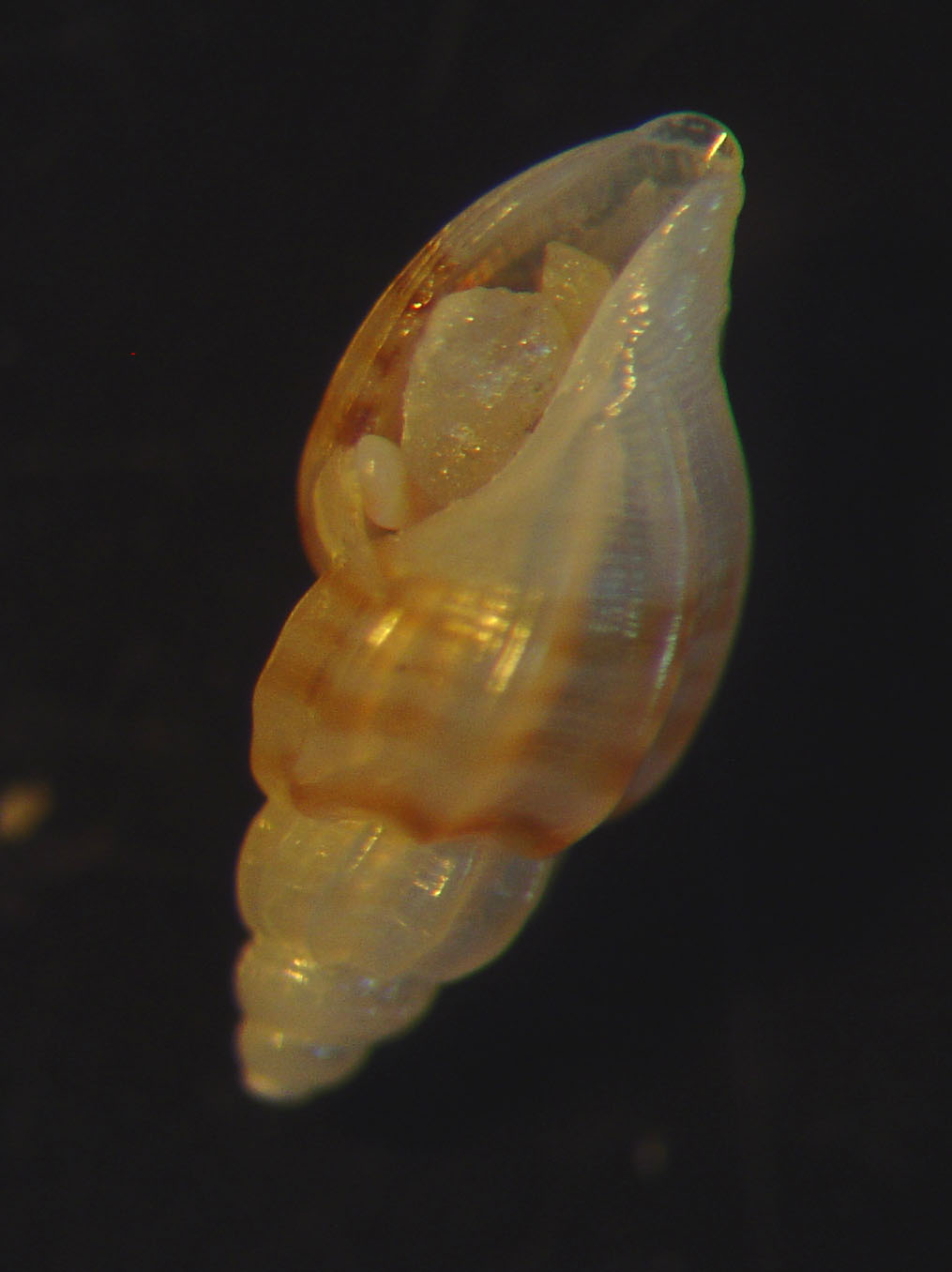 identificación microshells