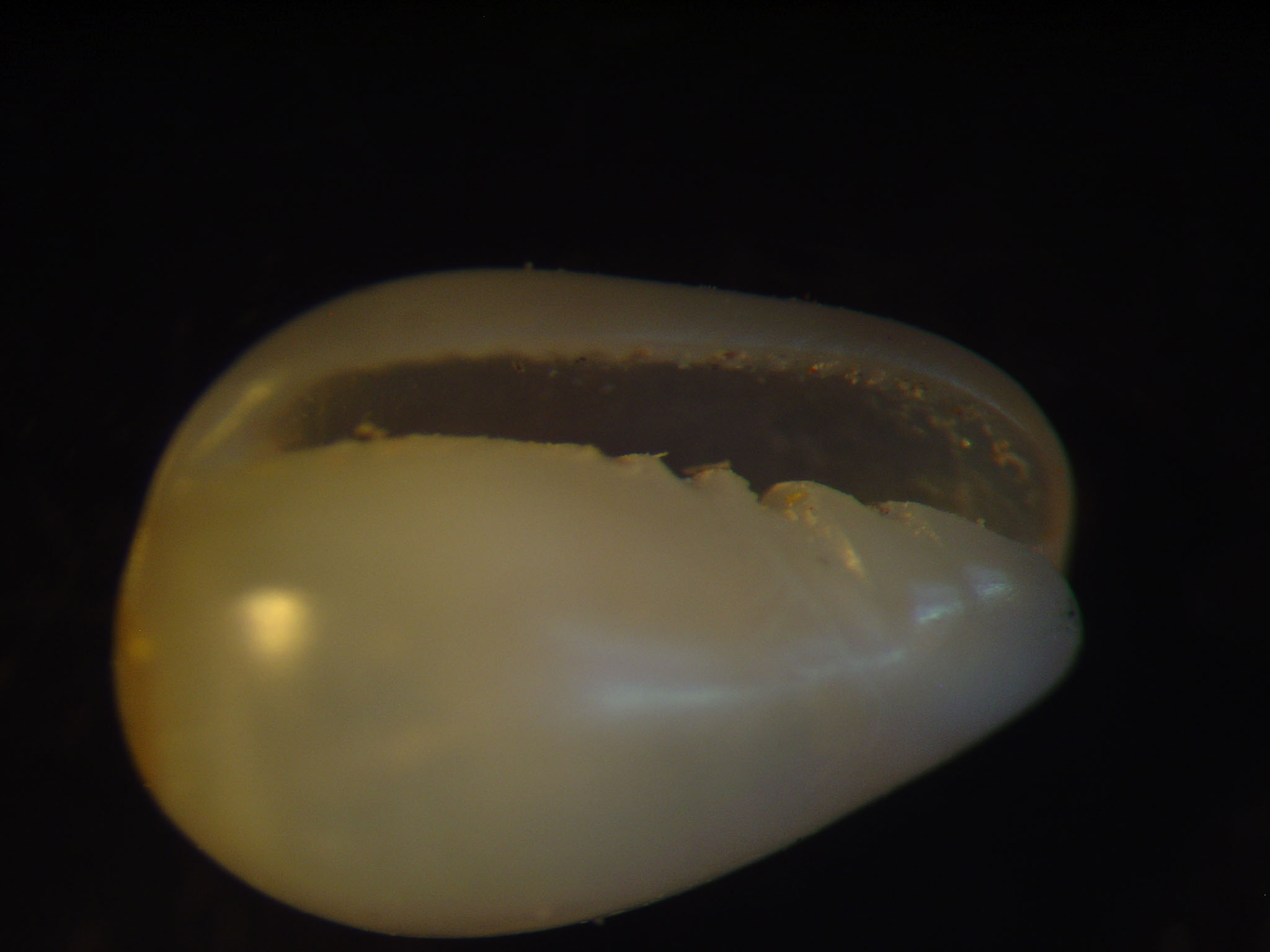 identificación microshells