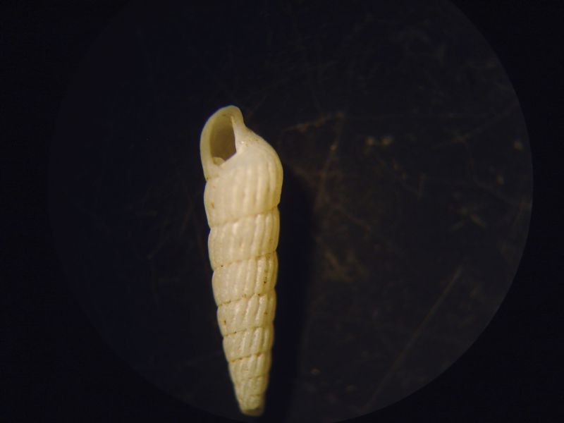 microshells