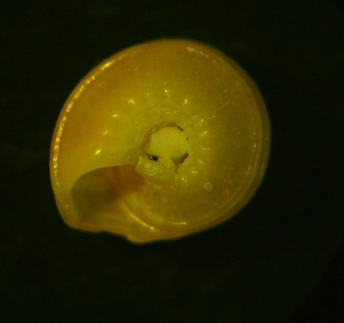 identificación microshells