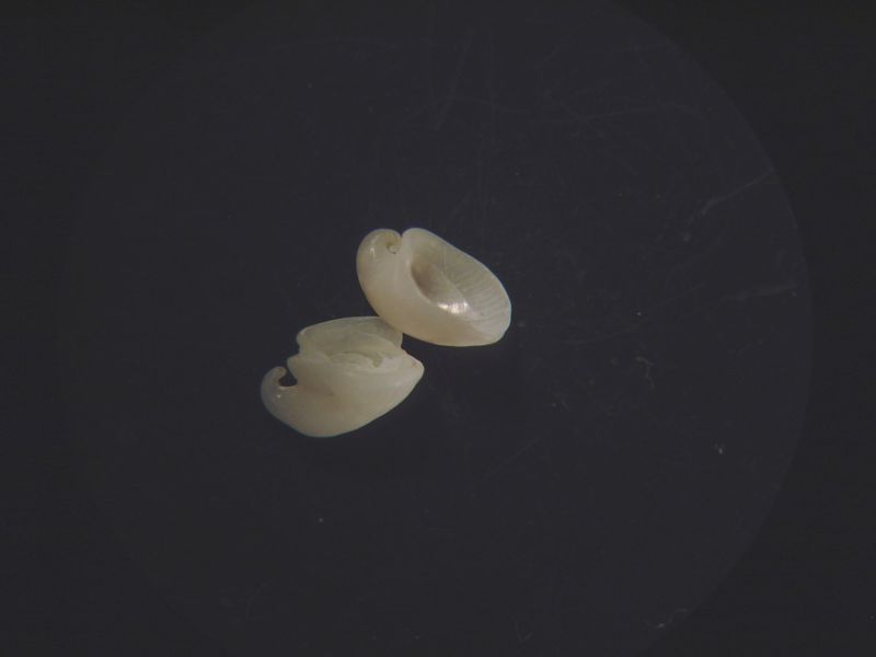 microshells