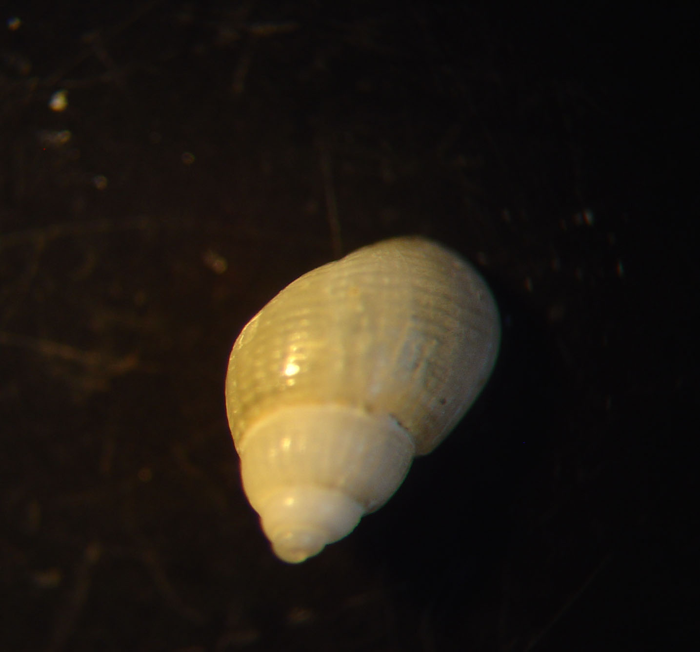 identificación microshells