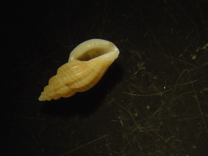microshells