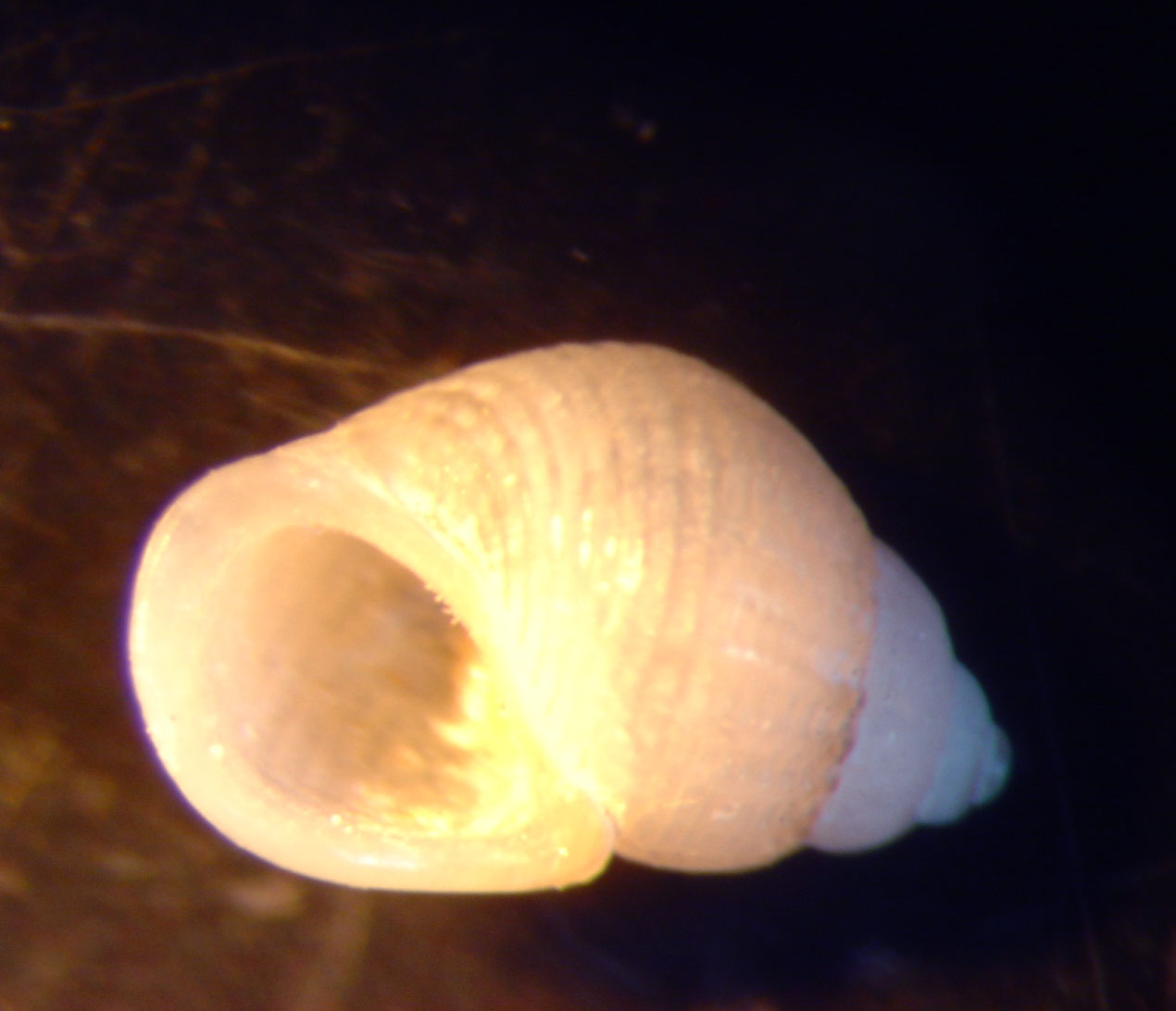 identificación microshells