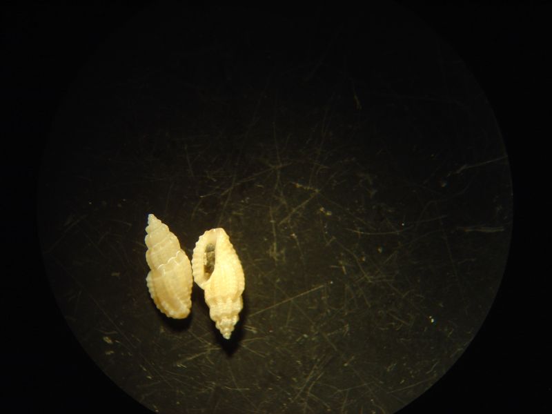 microshells