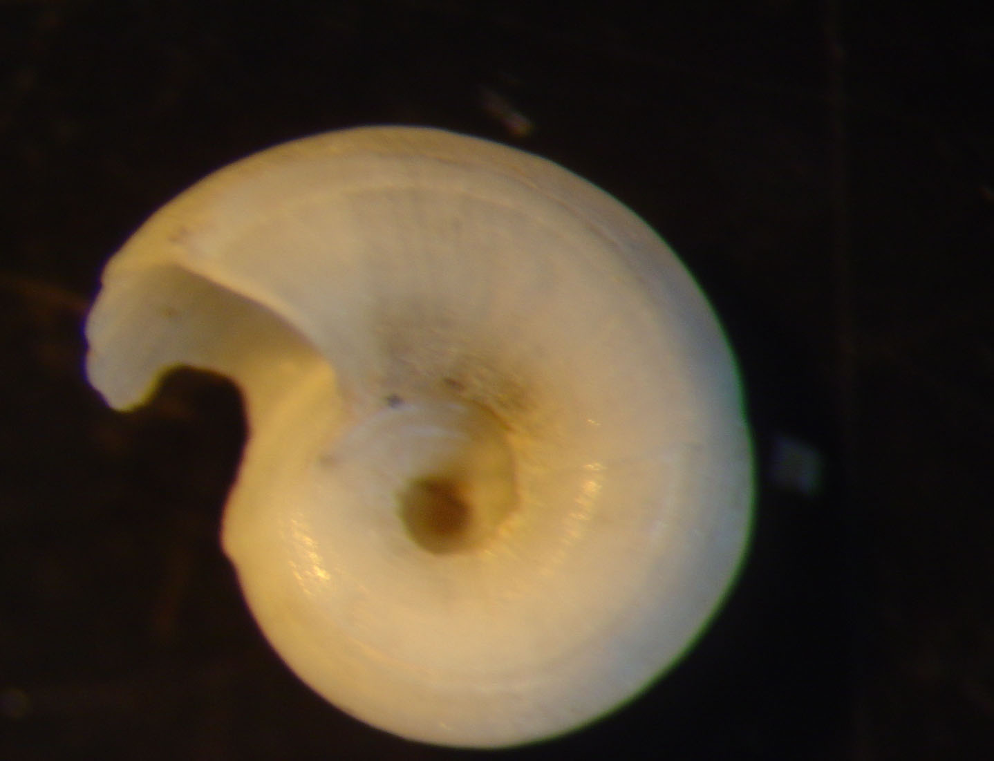 identificación microshells