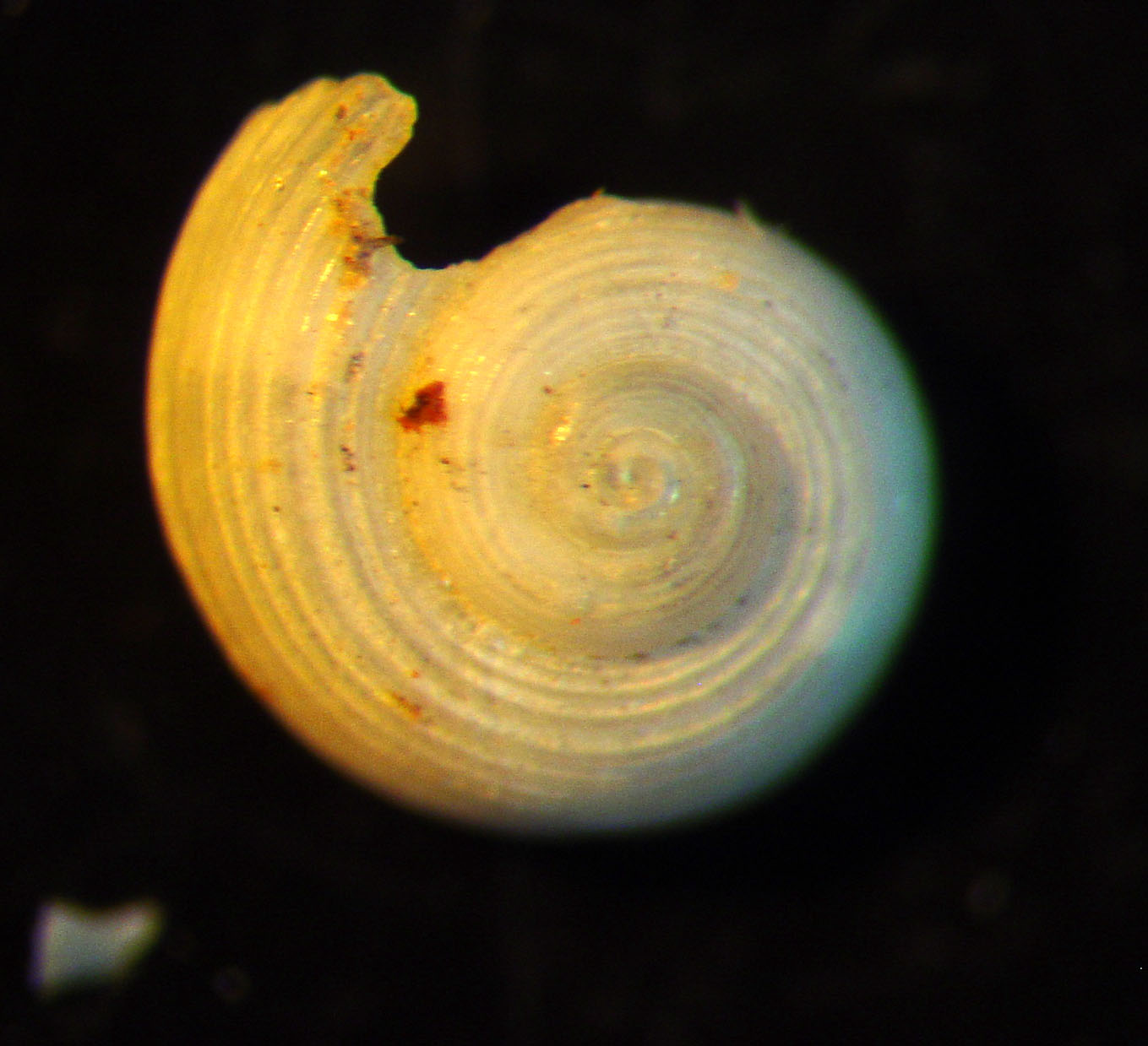 identificación microshells