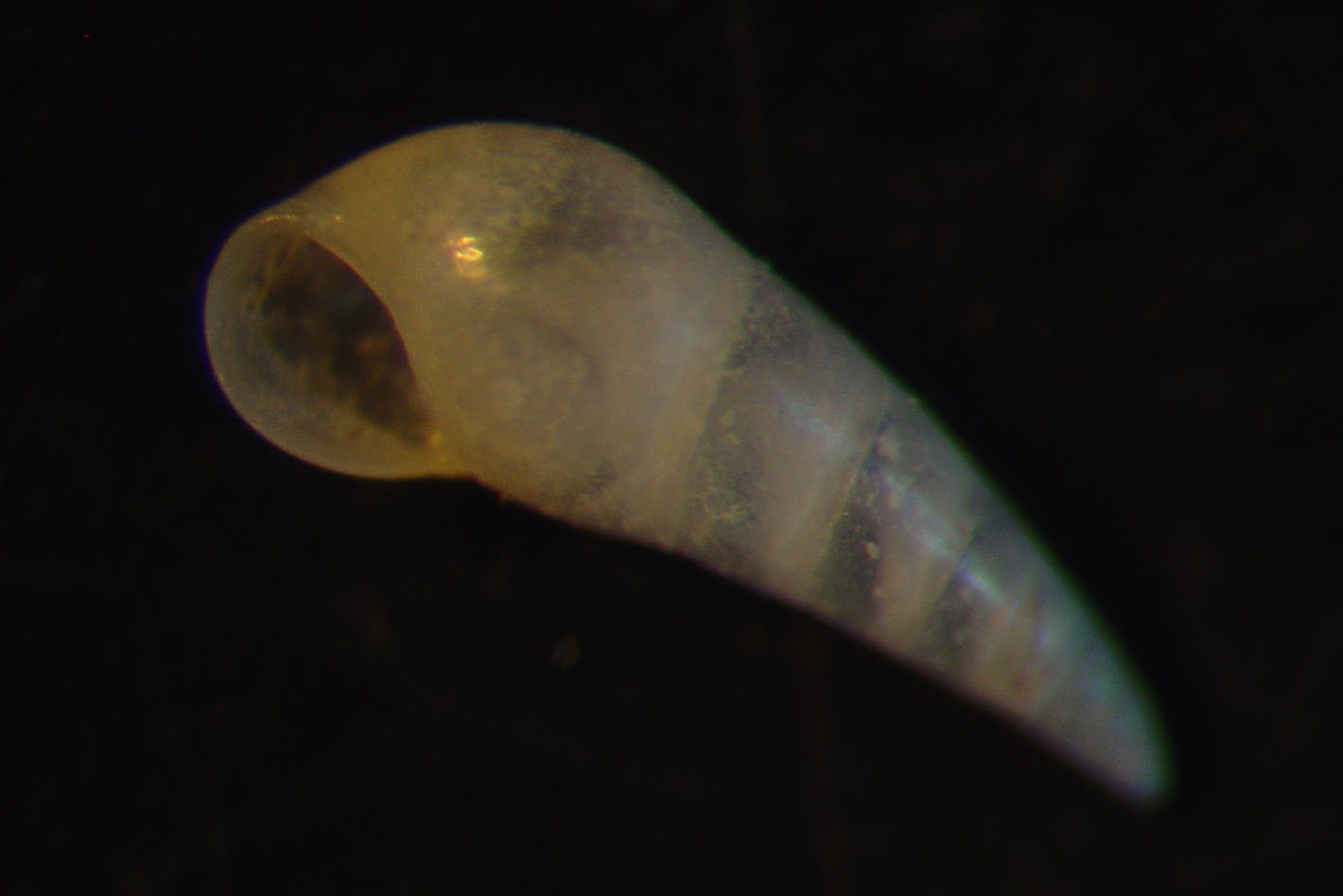 identificación microshells