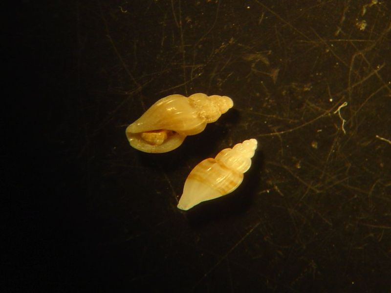 microshells