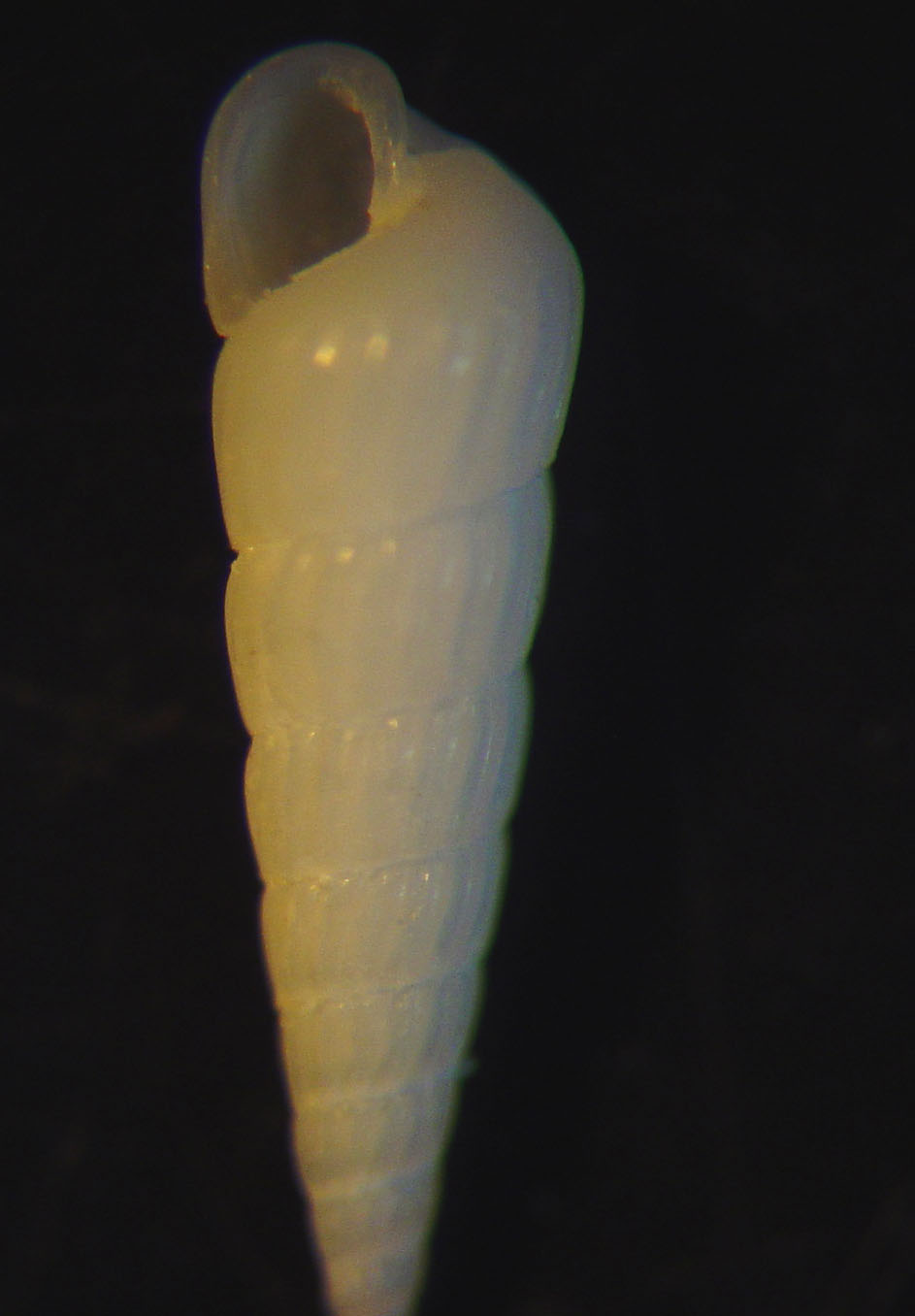 identificación microshells