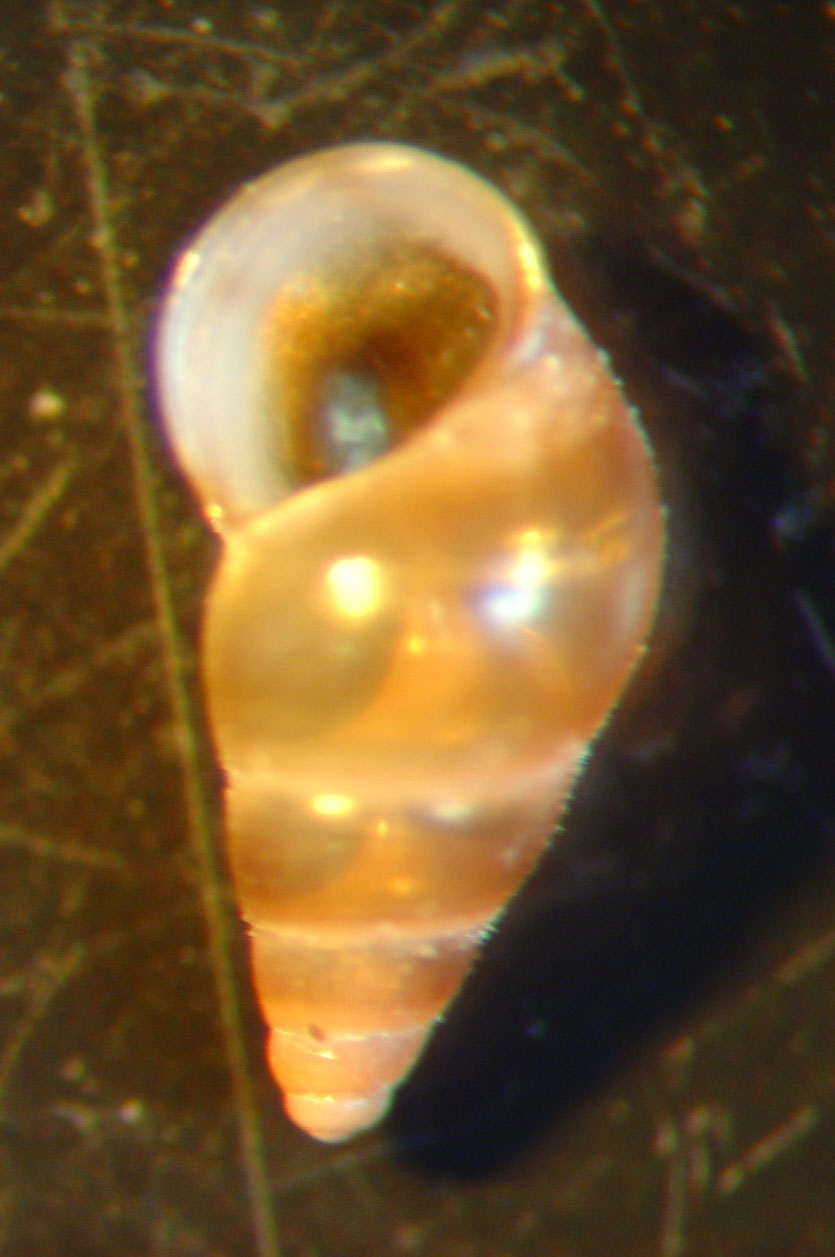 identificación microshells