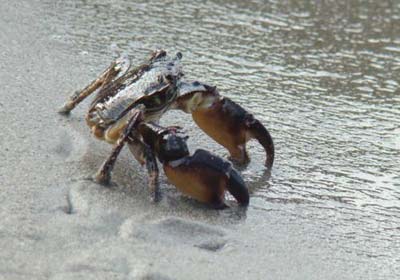 Pachygrapsus marmoratus