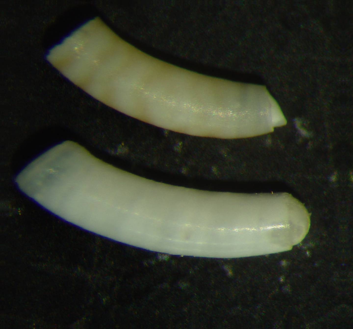 Caecum trachea e Caecum auriculatum