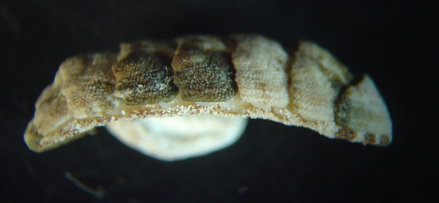 Lepidochitona caprearum