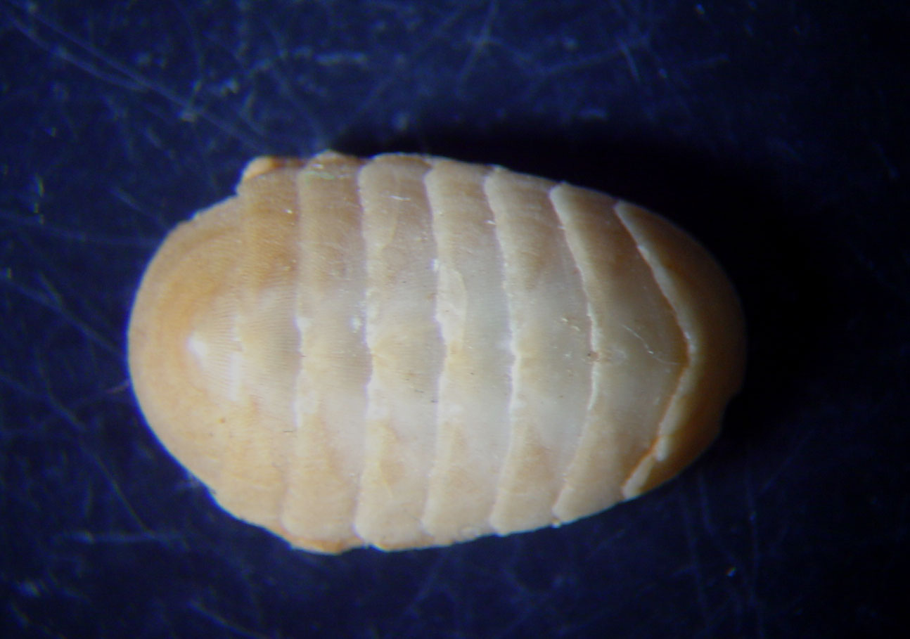 Chiton algesirensis