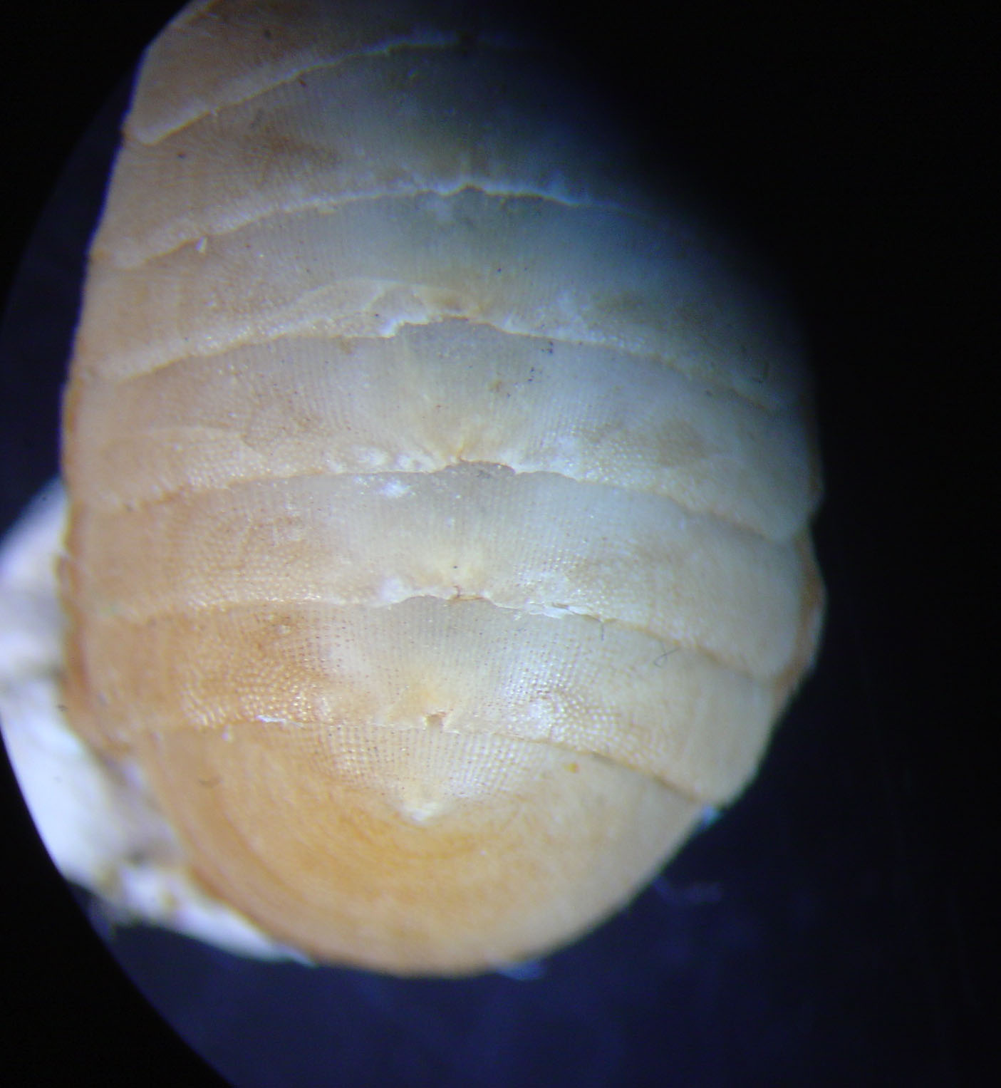 Chiton algesirensis