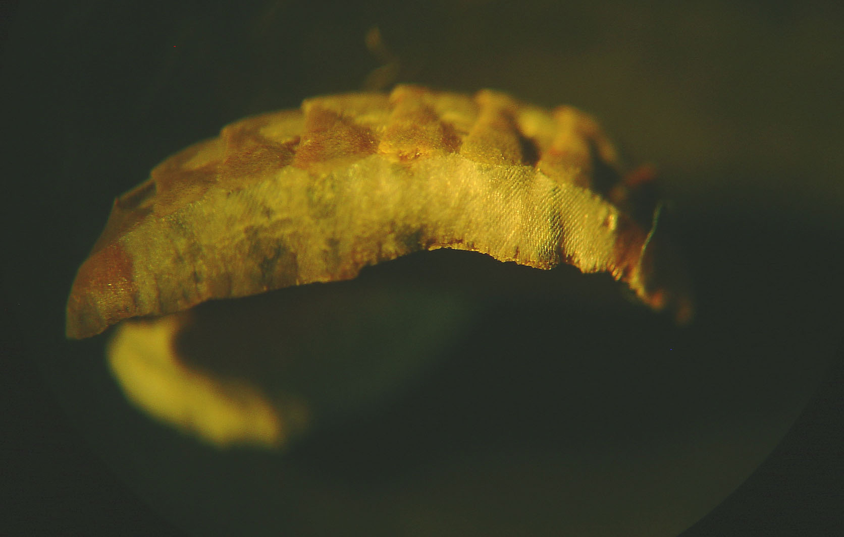 Chiton corallinus