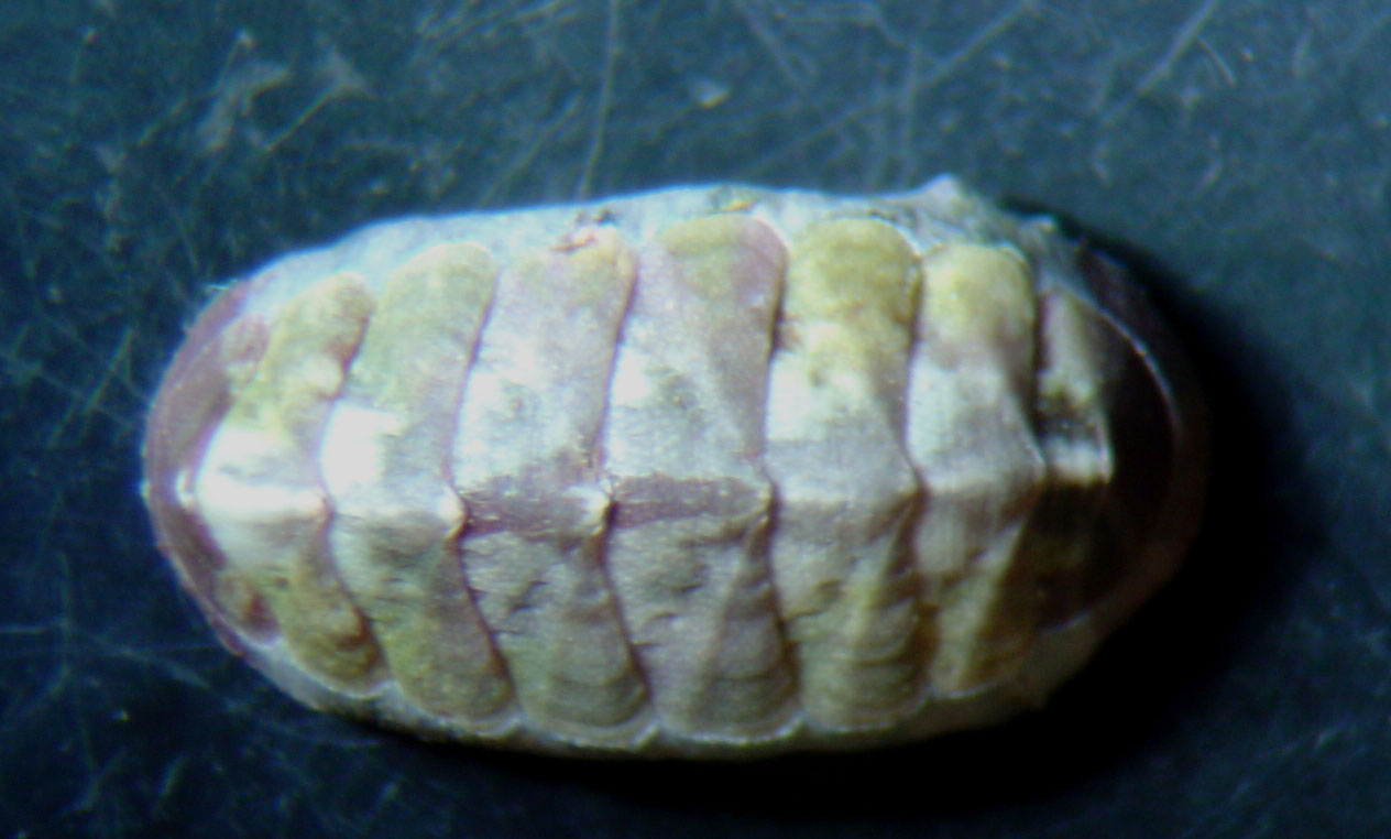 Chiton corallinus