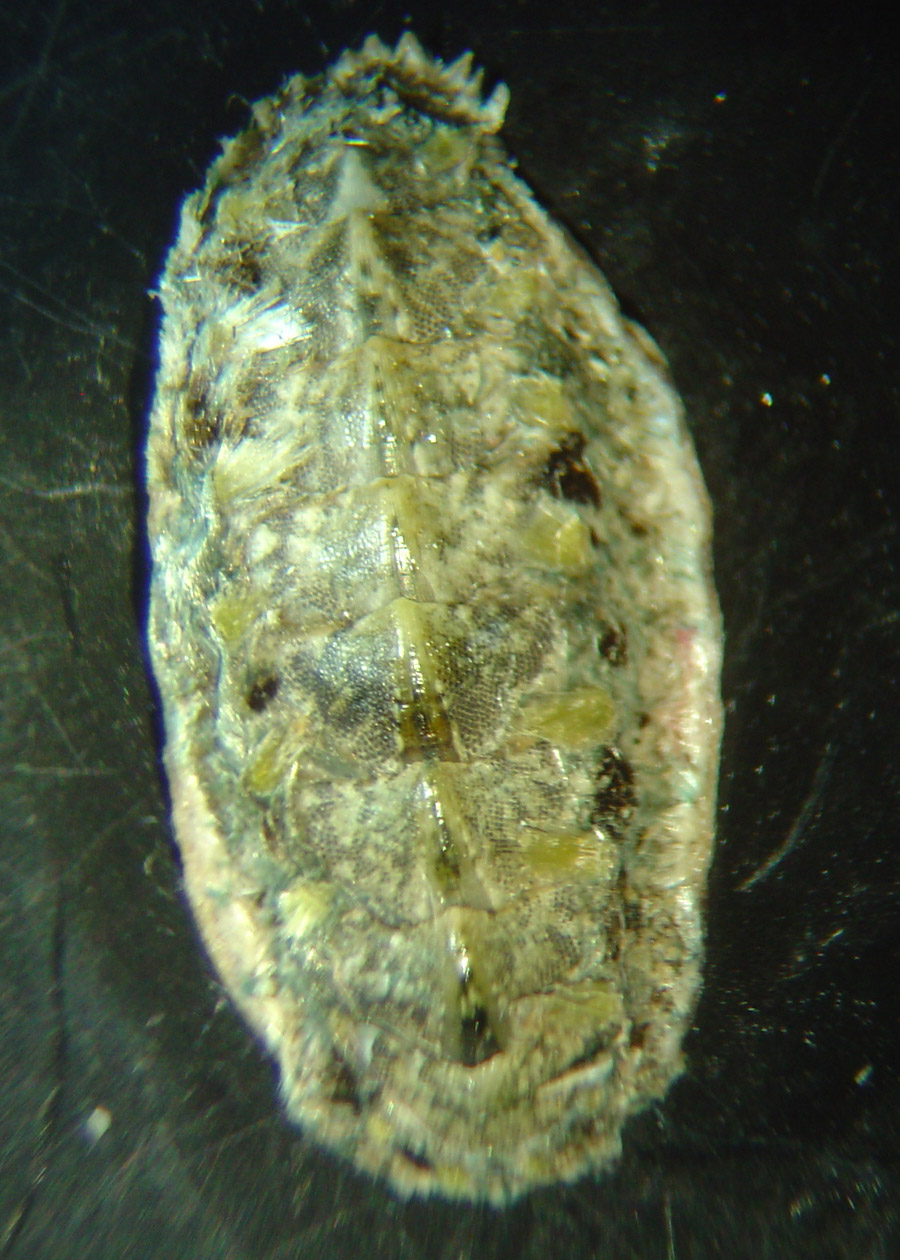 acantochitona crinita????