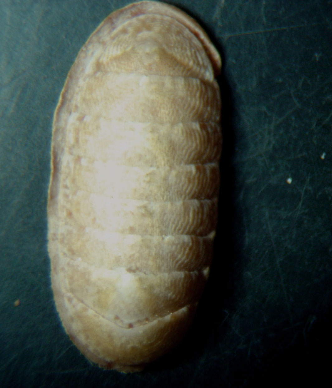 Ischnochiton rissoi