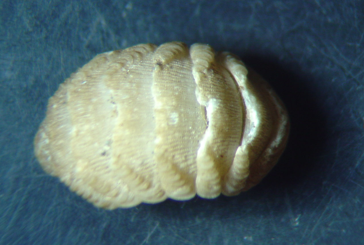 Lepidopleurus cajetanus