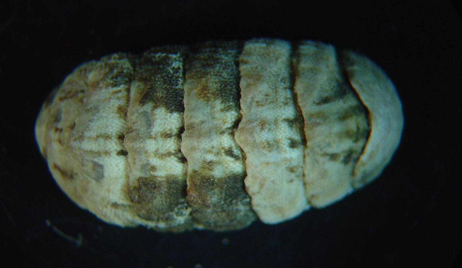 Lepidochitona caprearum