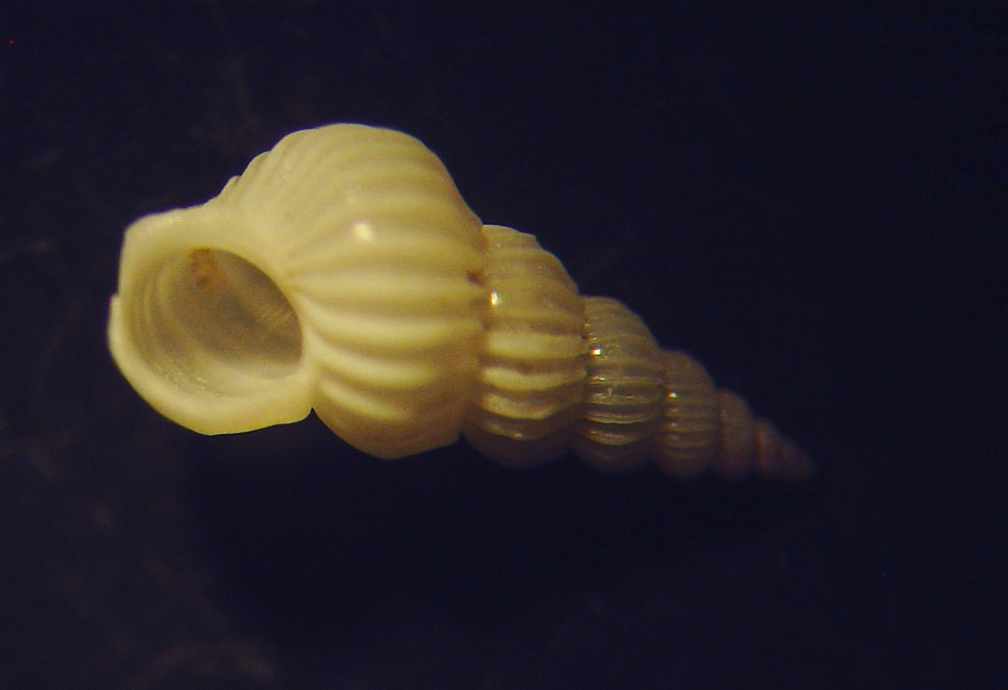 epitonium pulchellum????