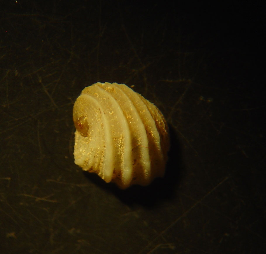 identificacin