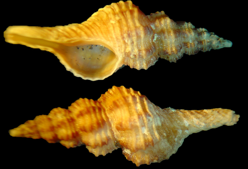 Ocinebrina aciculata e Fusinus rostratus