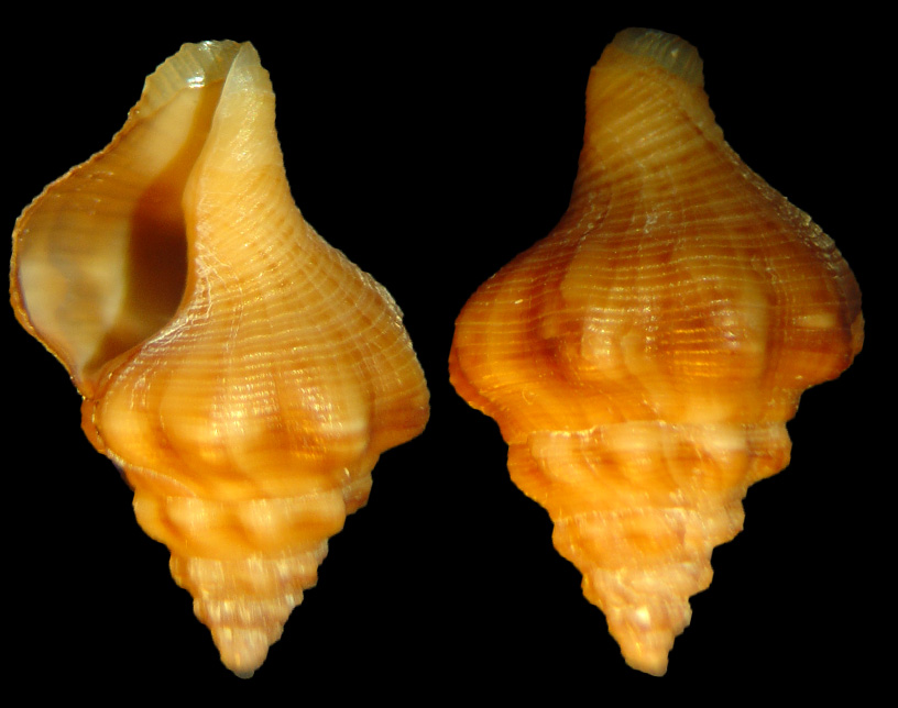Ocinebrina aciculata e Fusinus rostratus