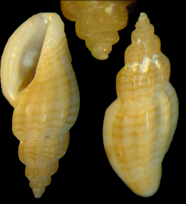 Mangelia costata