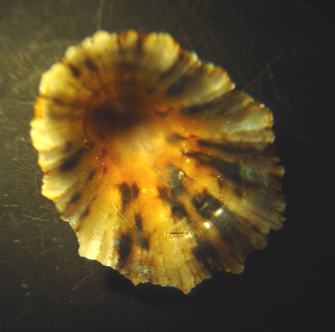 identificacin