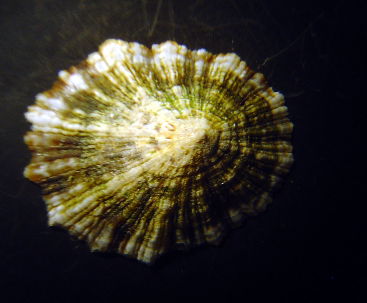 identificacin