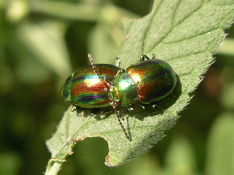 Crisomelide da determinare: Chrysolina fastuosa