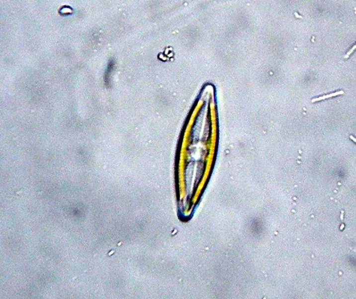 Alcune diatomee della solita fontana