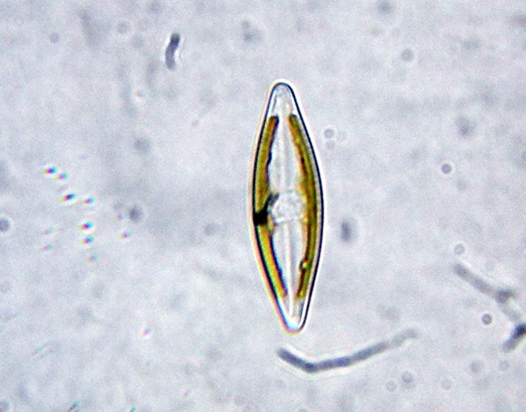 Alcune diatomee della solita fontana
