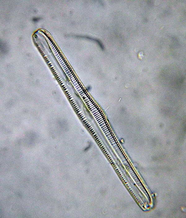 Alcune diatomee della solita fontana