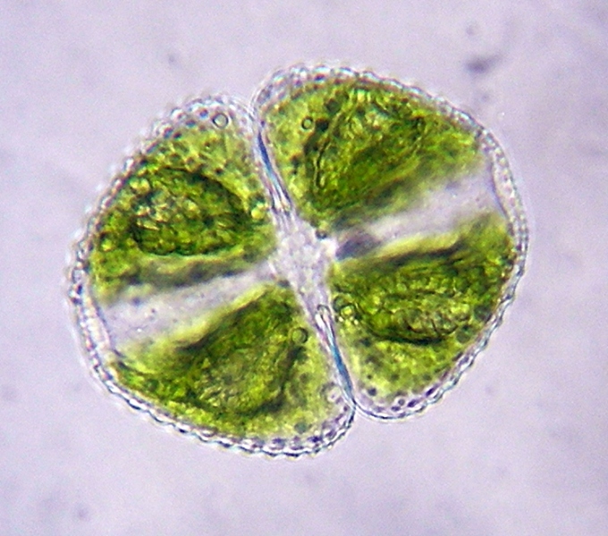 un''alga e una diatomea (forse...)