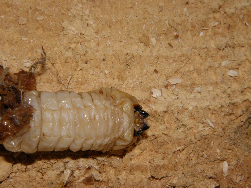 determinazione larva: Aegosoma scabricorne