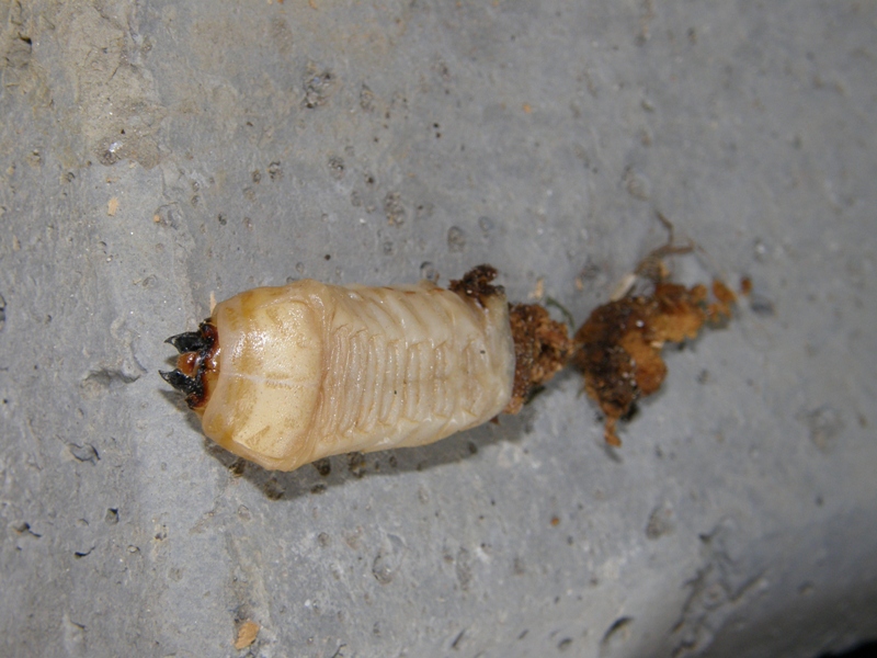 determinazione larva: Aegosoma scabricorne