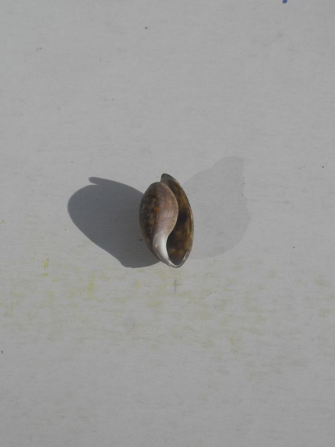 A quale specie appartiene questa conchiglia??