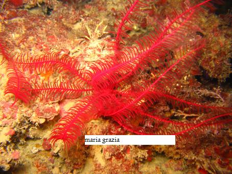 Antedon mediterranea (Lamarck, 1816)