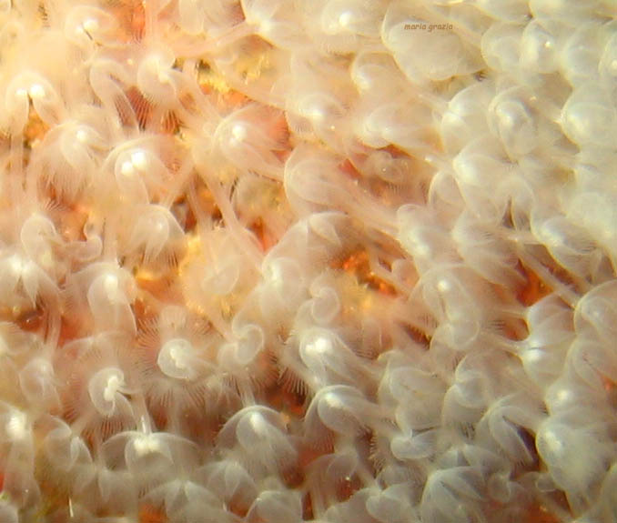 Phoronis hippocrepia
