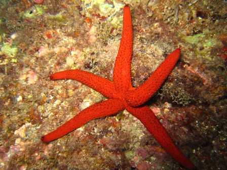 La rubrica del guardone.  Stelle, emissione gameti?