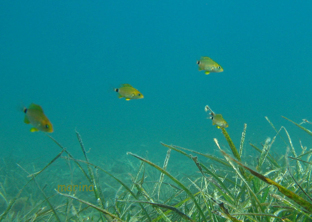 Giovanili di Diplodus annularis