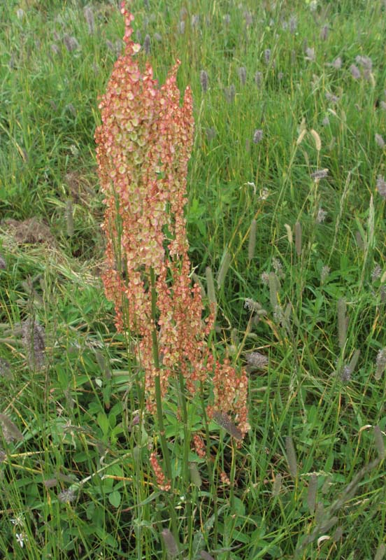 Fiorellini o foglioline? no, frutti di Rumex sp.
